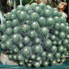 Copiapoa_dealbata_2